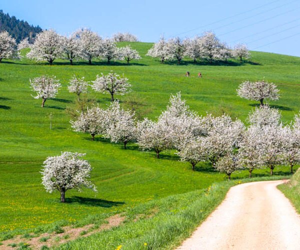 Discovering Frick: Exploring the Cherry Blossoms in Aargau's Charming Village