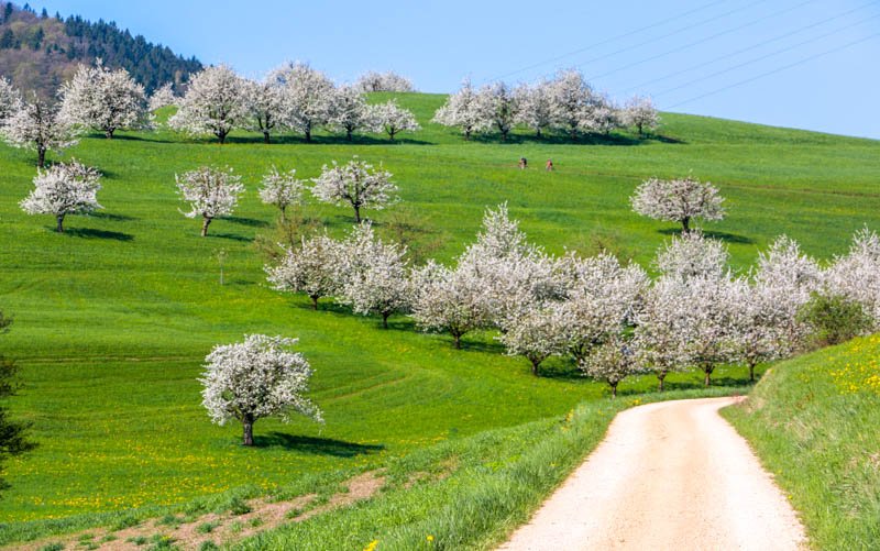 Discovering Frick: Exploring the Cherry Blossoms in Aargau's Charming Village